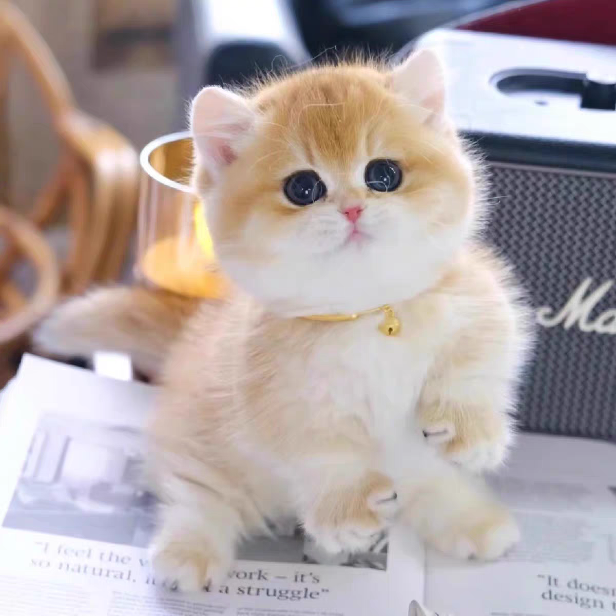 猫舍直销批发价格出售英短金渐层